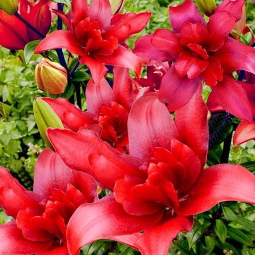 Lilium 'Bald Eagle' - Liilia 'Bald Eagle' P11/0,75L